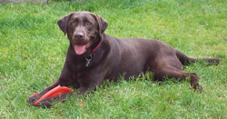 Buster