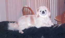 Chewey