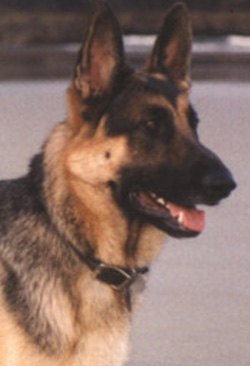 Congou
