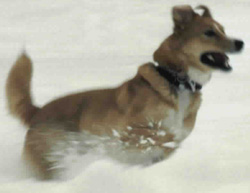 Cousteau