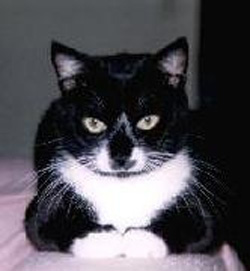 Dax