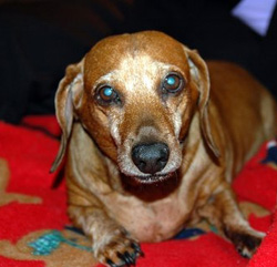 Doxie
