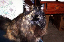 Grizabella