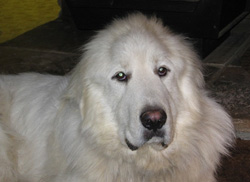 Gunnar
