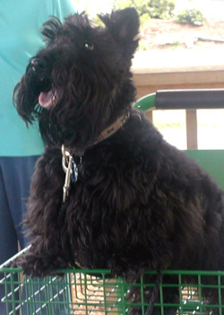 Henry