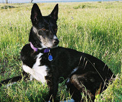 Jenny