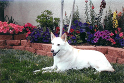 Jessie