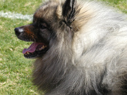 Junior