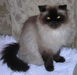 Kahlua