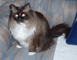 Kit