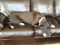 Lily