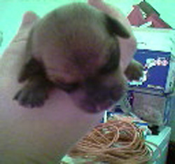 Little Man