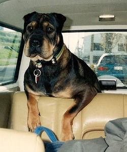 Maggie
