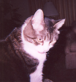 Miss Kitty