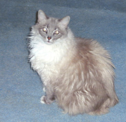 Miss Molly