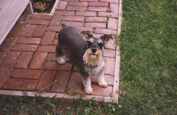 Mitzie