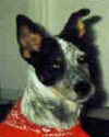 Nash