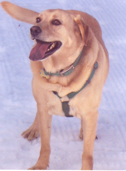 Omar