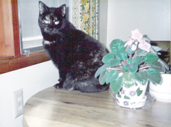 Pepper