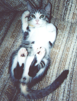 Romeo