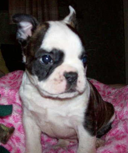 Roscoe