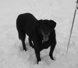 Rudy