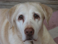 Sadie