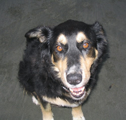 Sheba