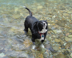 Sprocket