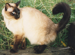 Tai Su