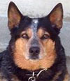 Roscoe