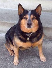 Roscoe