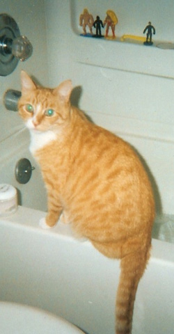 Piper