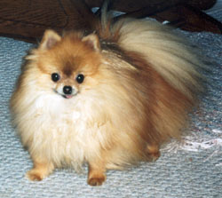 Brutus