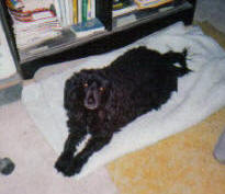 Nunzio
