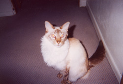 Sashi